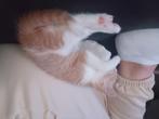 Lieve kitten heel aanhankelijk, Dieren en Toebehoren, Kater, Kortharig, 0 tot 2 jaar