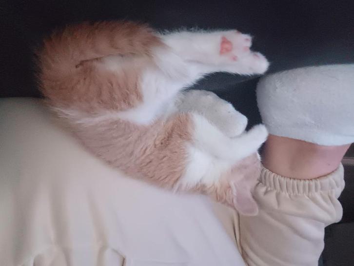 Lieve kitten heel aanhankelijk, Dieren en Toebehoren, Katten en Kittens | Overige Katten, Kortharig, Kater, 0 tot 2 jaar
