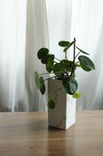 Pannenkoeken plant in Wit / groene vaas., Ophalen, In pot, Halfschaduw, Minder dan 100 cm