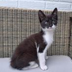 kitten 11 weken oud, Dieren en Toebehoren, Poes, Kortharig, 0 tot 2 jaar