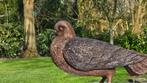 DUIF / bronzen beeld, Dierenbeeld, Nieuw, Info@huisentuindecoratiemarie.nl, Huis en tuin decoratie marie
