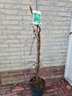 Klimhortensia's 80-100 cm, Tuin en Terras, Planten | Struiken en Hagen, Ophalen of Verzenden, Hortensia, Struik, Minder dan 100 cm