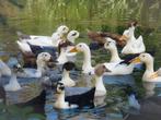 Prachtige groep jonge eenden te koop aangeboden, Meerdere dieren, Eend
