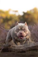 Dekreu American Bully micro/pocket, Dieren en Toebehoren, Honden | Bulldogs, Pinschers en Molossers, Parvo, Nederland, 1 tot 2 jaar