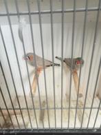 Koppel zebravinken, Meerdere dieren