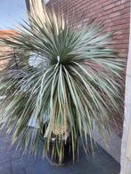 Yucca rostrata, Tuin en Terras, Planten | Tuinplanten, Ophalen, Zomer, Overige soorten, Volle zon