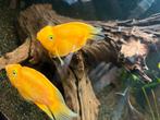 Papegaai chicliden/ red parot, Dieren en Toebehoren, Vis