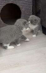 Prachtige Brits Korthaar/Scottish Fold kittens beschikbaar, Ontwormd