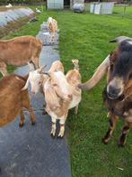 Nubbische Geitedekbokken te koop geboren mrt 2025., Dieren en Toebehoren, Mannelijk, Geit, 0 tot 2 jaar