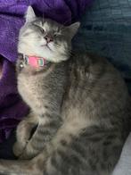 We zoeken een dekkater, 0 tot 2 jaar