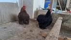 2 krielkipjes, Dieren en Toebehoren, Pluimvee, Vrouwelijk, Kip