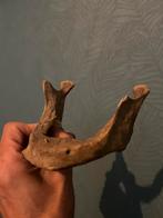 Onderkaak mens schedel human jaw bone bot skelet, Ophalen of Verzenden, Gebruikt