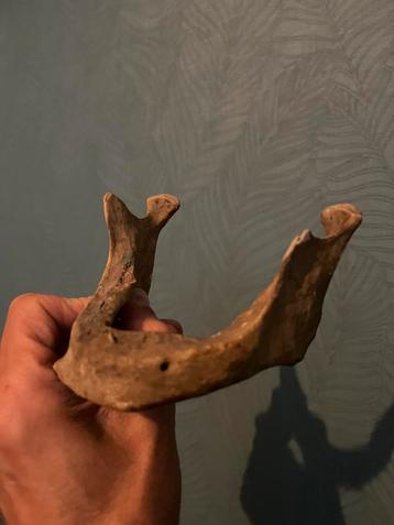 Onderkaak mens schedel human jaw bone bot skelet beschikbaar voor biedingen