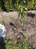 Metalen Plantenstandaard voor Tuin, Tuin en Terras, Ophalen, Gebruikt, Minder dan 60 cm, Metaal