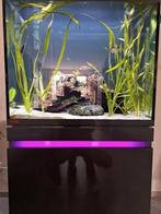 eheim incperia 230 , eheim filter prof 4+ /verwarming, Dieren en Toebehoren, Vissen | Aquaria en Toebehoren, Ophalen, Zo goed als nieuw