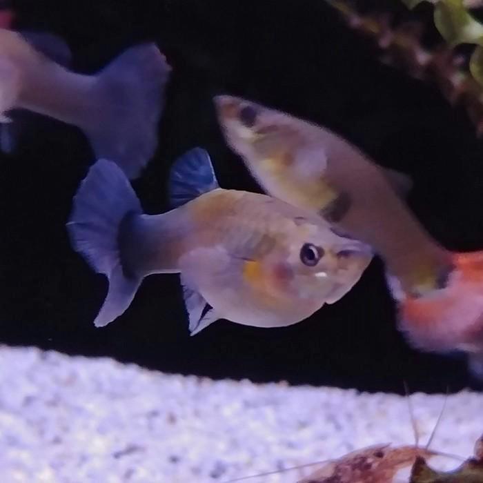 Lebistes reticulatus, Dieren en Toebehoren, Vissen | Aquariumvissen, Vis