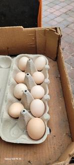 Chabo kipjes, Dieren en Toebehoren, Pluimvee, Vrouwelijk, Kip