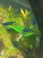 Prachtige jonge Blue Dream Neocaridina garnalen €1,00  p.st., Dieren en Toebehoren, Vissen | Aquariumvissen, Kreeft, Krab of Garnaal