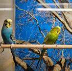 Drie parkieten, Meerdere dieren, Parkiet