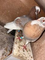 Gele duif/doffer, Dieren en Toebehoren, Vogels | Duiven, Meerdere dieren