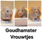 Lieve Jonge Goudhamsters -Syrische Hamsters Vrouwtjes 7 nov, Dieren en Toebehoren, Knaagdieren, Hamster, Vrouwelijk, November