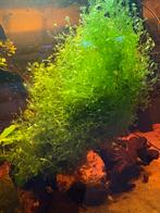 Verschillende soorten mos aquarium, Ophalen, Zo goed als nieuw, Plant(en), Steen of Hout