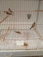 Putter/kanarie bastaarden broed 2025, Dieren en Toebehoren, Vogels | Kanaries, Mannelijk, Bastaard