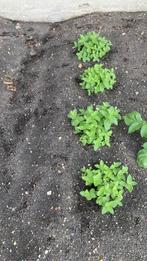 Mint planten, Tuin en Terras, Planten | Tuinplanten, Ophalen of Verzenden, Overige soorten, Volle zon