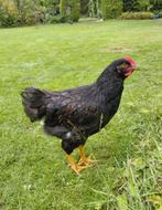 Hanen (Barnevelder en Golden Comet), Dieren en Toebehoren, Mannelijk, Kip