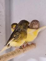 Enkele kanaries, Dieren en Toebehoren, Vogels | Kanaries, Meerdere dieren, Kleurkanarie