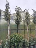 Steeneik Quercus Ilex Hoogstam 225 cm hoog, Tuin en Terras, Overige soorten, 250 tot 400 cm, Zomer, Ophalen