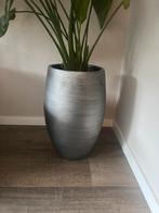 Grote plantenbak met gratis kamerplant (Heiloo), Huis en Inrichting, Kamerplanten, Ophalen of Verzenden