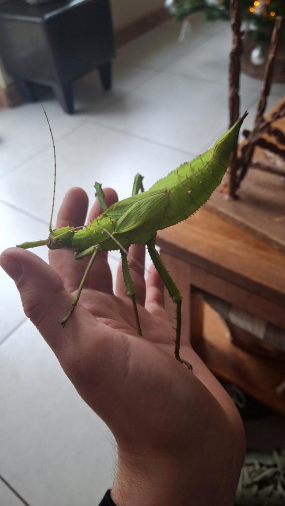 Eieren van verschillende soorten wandelende takken en blad, Dieren en Toebehoren, Insecten en Spinnen, Wandelende tak