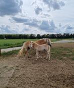 haflinger hengstveulen, Dieren en Toebehoren, Minder dan 160 cm, Gechipt, Niet van toepassing, 0 tot 2 jaar
