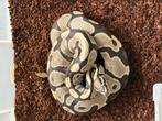 1.0 Desert Ghost koningspython van 2022, Dieren en Toebehoren, Reptielen en Amfibieën, Slang, Tam, 3 tot 6 jaar