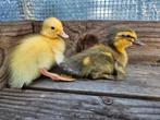 Loopeend pulletjes, Dieren en Toebehoren, Pluimvee, Geslacht onbekend, Eend