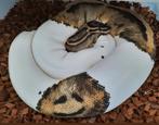 Piebald Ball Python vrouw (2017), Slang, 3 tot 6 jaar