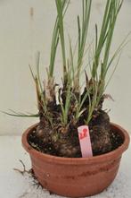 Calibanus hookeri 28, caudex 13 cm, Ophalen of Verzenden, Vaste plant, Overige soorten, Halfschaduw