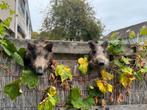 Echte opgezette zwijnenkop in topconditie! Taxidermy zwijn, Ophalen of Verzenden, Nieuw