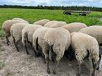 Schapen Bleu du Maine Rammen te Koop, Dieren en Toebehoren, Schapen, Geiten en Varkens, Mannelijk, Schaap, 0 tot 2 jaar