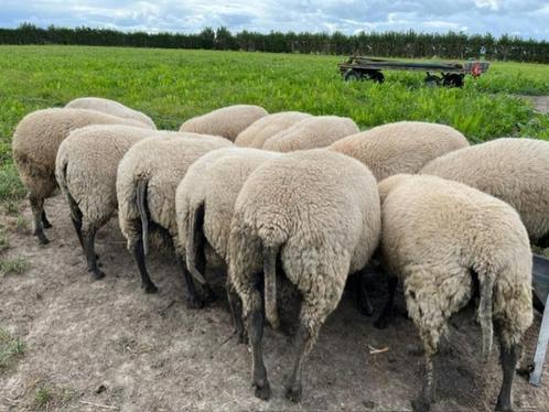 Schapen Bleu du Maine Rammen te Koop, Dieren en Toebehoren, Schapen, Geiten en Varkens, Schaap, Mannelijk, 0 tot 2 jaar