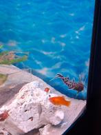 Te koop 4x Synodontis petricola/dwergmeerval zie foto's, Vis, Zoetwatervis