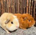 Cavia beren Wizzy & Woppie, Dieren en Toebehoren, Knaagdieren, November, Mannelijk, Cavia