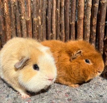 Cavia beren Wizzy & Woppie beschikbaar voor biedingen