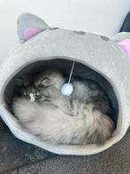 Dekkater voor fokken (niet voor koop), Dieren en Toebehoren, Katten en Kittens | Dekkaters, 0 tot 2 jaar