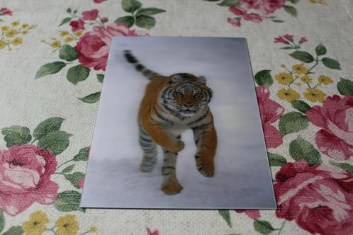 3D Stereo Postkaart - Siberische Tijger in de Sneeuw, German, Verzamelen, Ansichtkaarten | Dieren, Ongelopen, 1980 tot heden, Wild dier