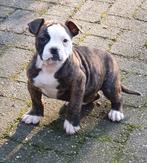 Prachtige Amerikaanse bulldog pups met stamboom, Dieren en Toebehoren, Honden | Bulldogs, Pinschers en Molossers, Parvo, Nederland