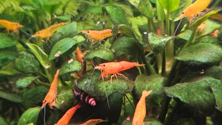 Orange Sakura garnalen, Dieren en Toebehoren, Vissen | Aquariumvissen, Kreeft, Krab of Garnaal