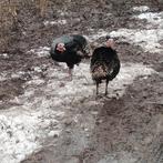 Kalkoen 2 stuks jaar oud, Mannelijk, Kalkoen