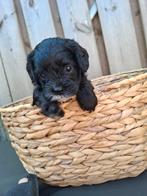Prachtig Cavapoo meisje, 8 tot 15 weken, Meerdere, Meerdere dieren, Nederland